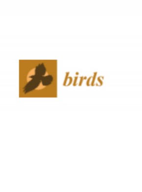Birds雜志
